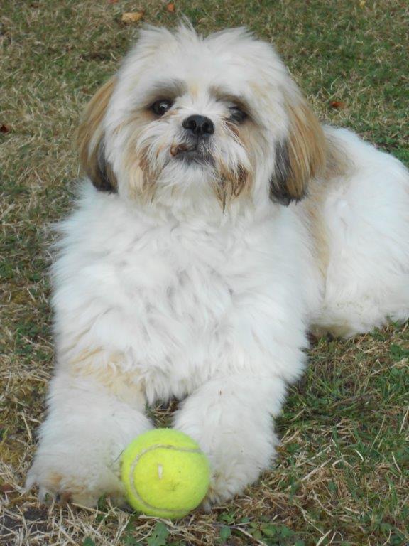 Lhassa apso